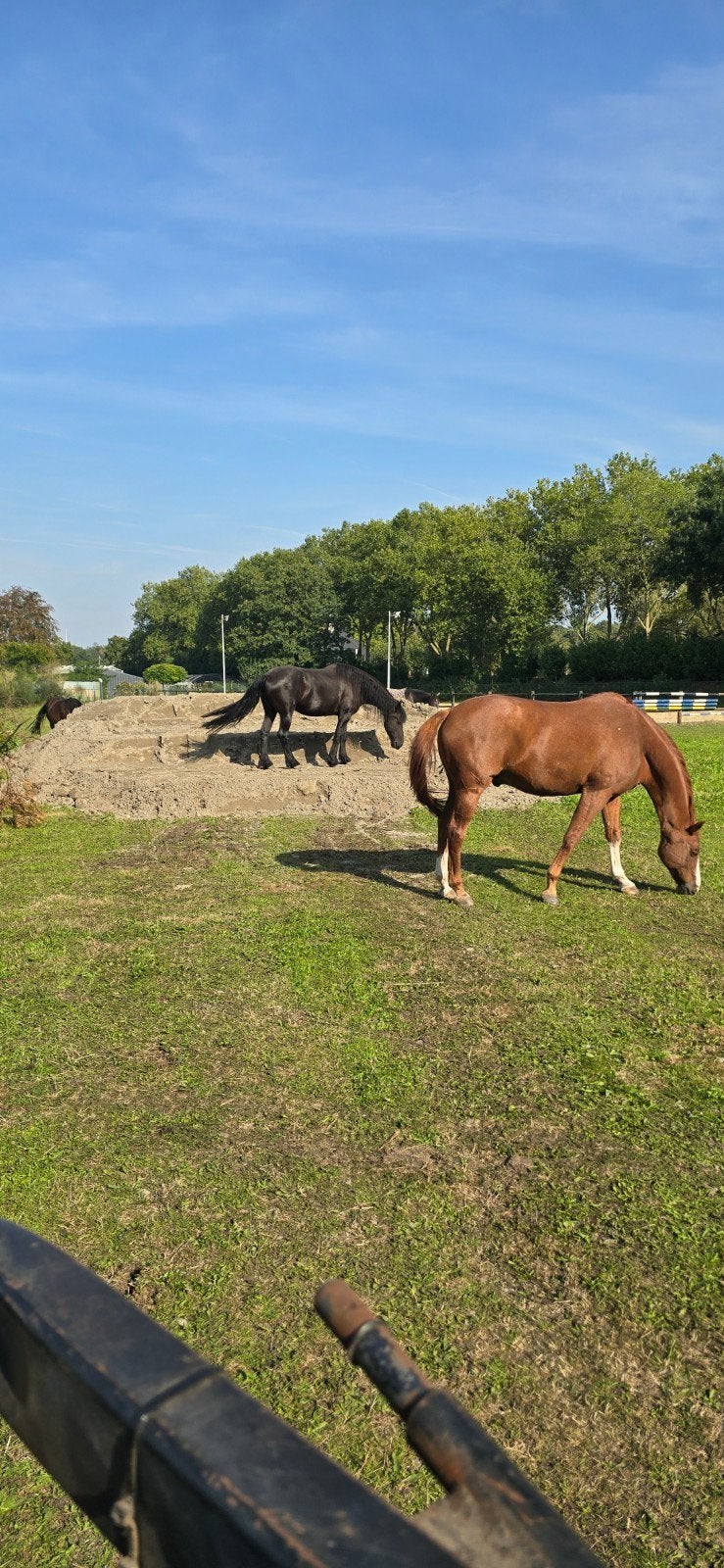 Paddock paradise 24/7  Zundert met crosshindernissen!, Dieren en Toebehoren