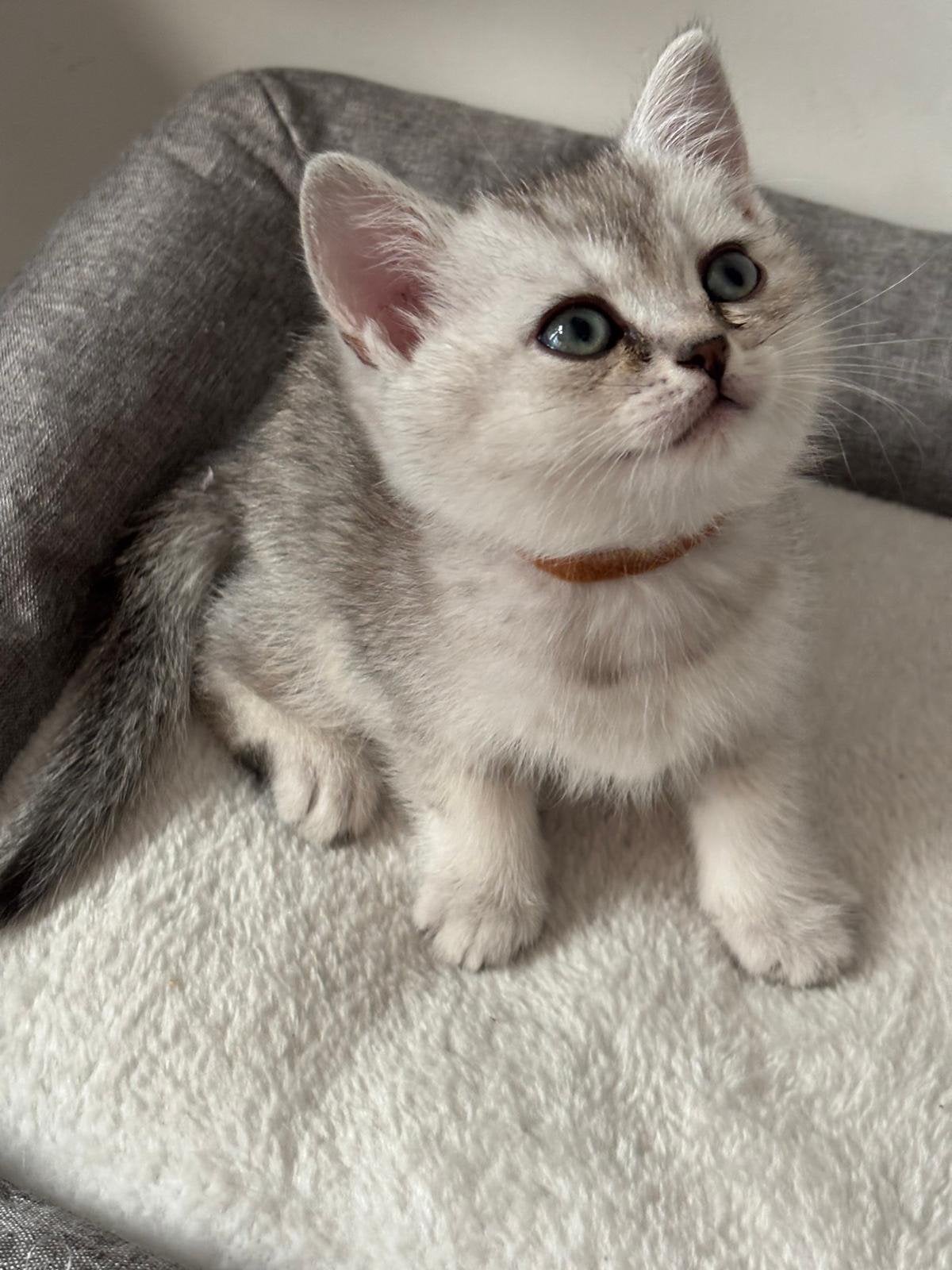 Britse korthaar kittens black silver shaded (nog 2 over), Meerdere dieren, Kortharig, 0 tot 2 jaar