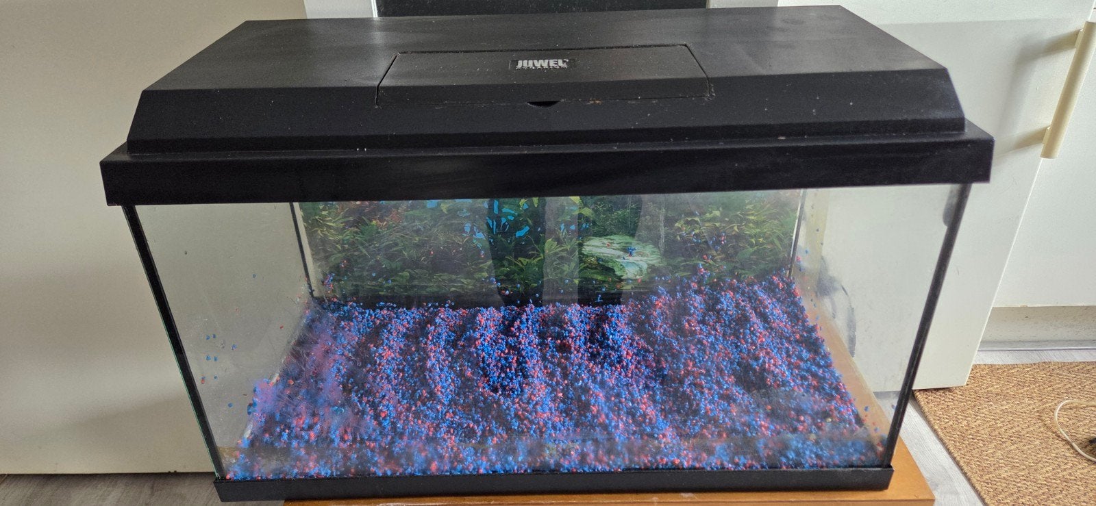 Complete Juwel aquarium met decoraties, Ophalen, Gebruikt, Leeg aquarium, Juwel