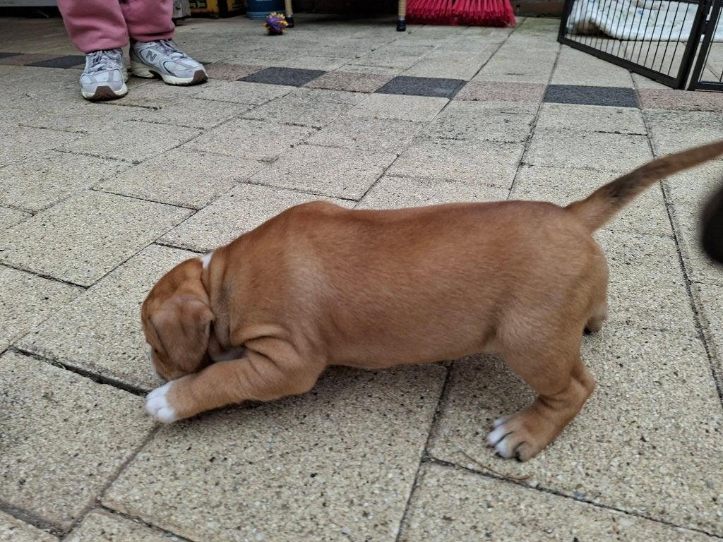 engelse stafford pup [teefje], Overige rassen, 8 tot 15 weken, Teef, Eén hond