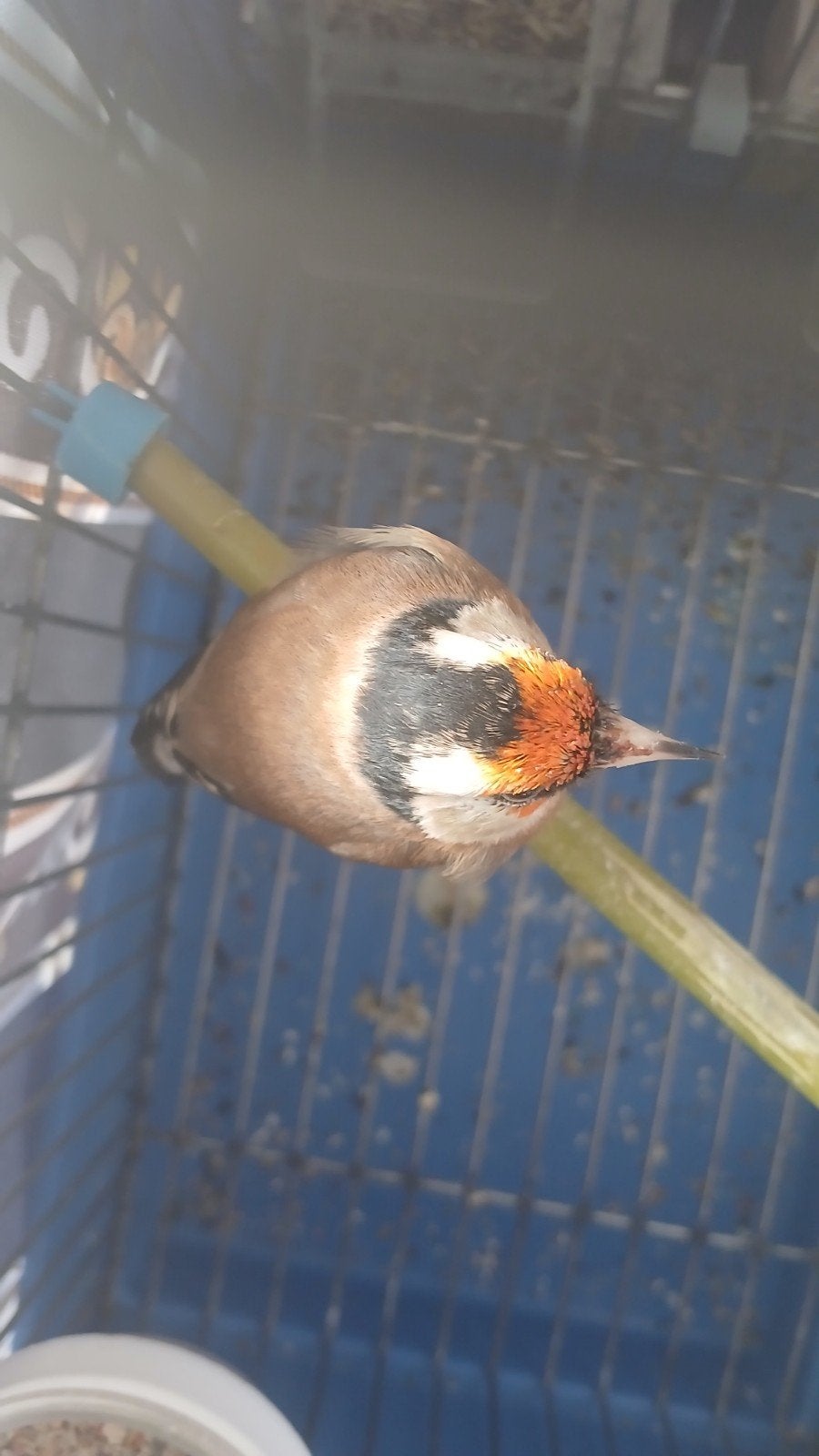 Een-parva putter kleine Zuiver van 2026.DZ., Dieren en Toebehoren, Mannelijk, Wildzangvogel, Geringd