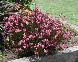 gaura lindheimeri gaudi rose prachtkaars, vaste sierplant, Tuin en Terras, Planten | Tuinplanten, Ophalen, Overige soorten, Volle zon