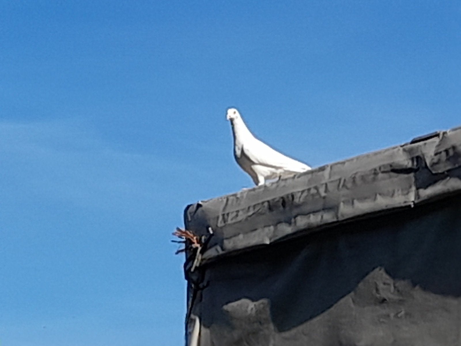 witte postduiven, Dieren en Toebehoren, Vogels | Duiven, Geslacht onbekend, Postduif