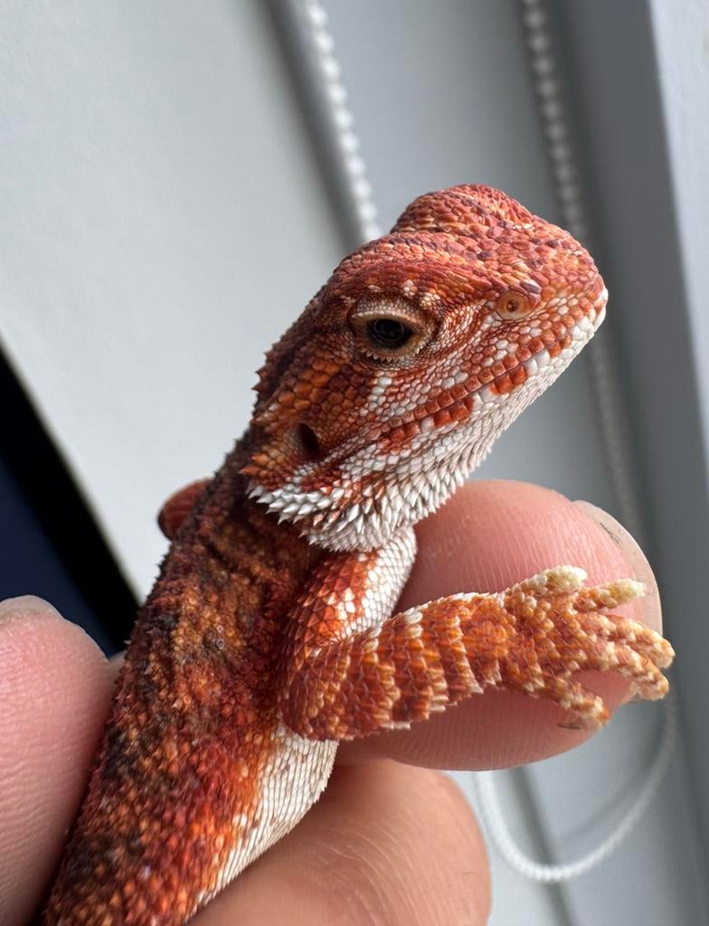 Jonge red baardagaam mannetje Bearded Dragon - male for sale from De Hobbykweker