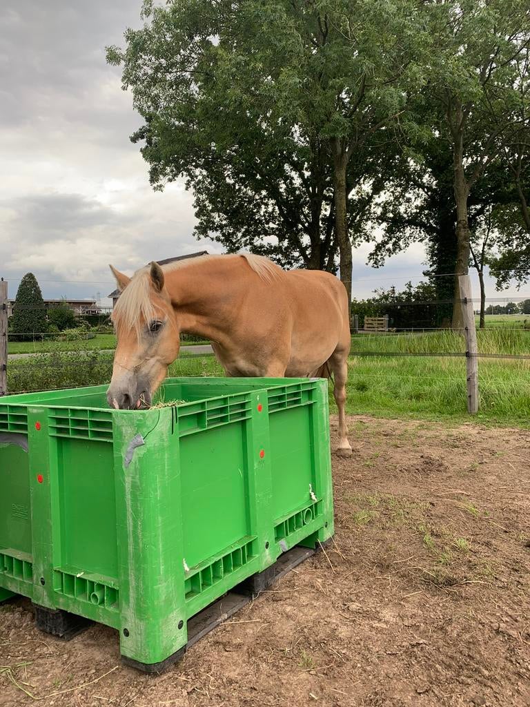 Plekje vrij 24/7 buiten met schuilstal (tm 1.40m), Dieren en Toebehoren, Stalling en Weidegang, Weidegang, 1 paard of pony