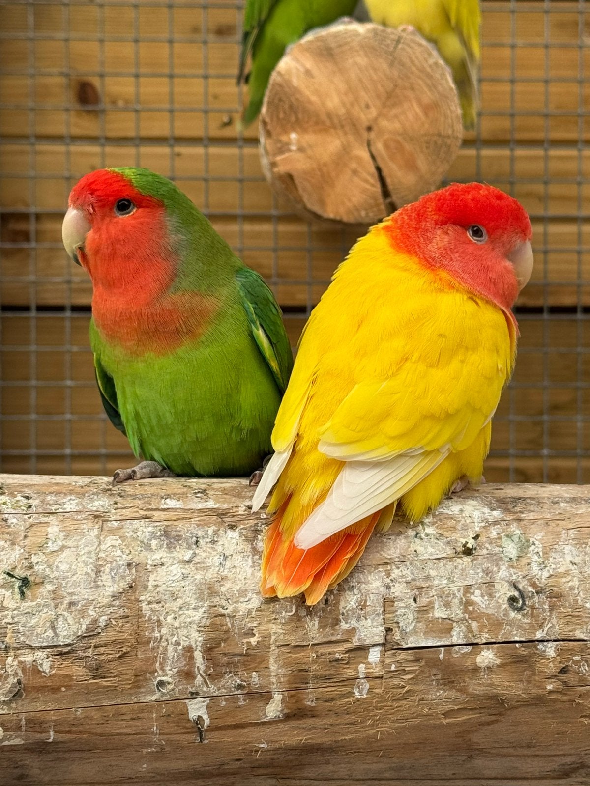 Agapornis roseicollie dwergpapegaai koppel langbevederd, Meerdere dieren, Dwergpapegaai of Agapornis
