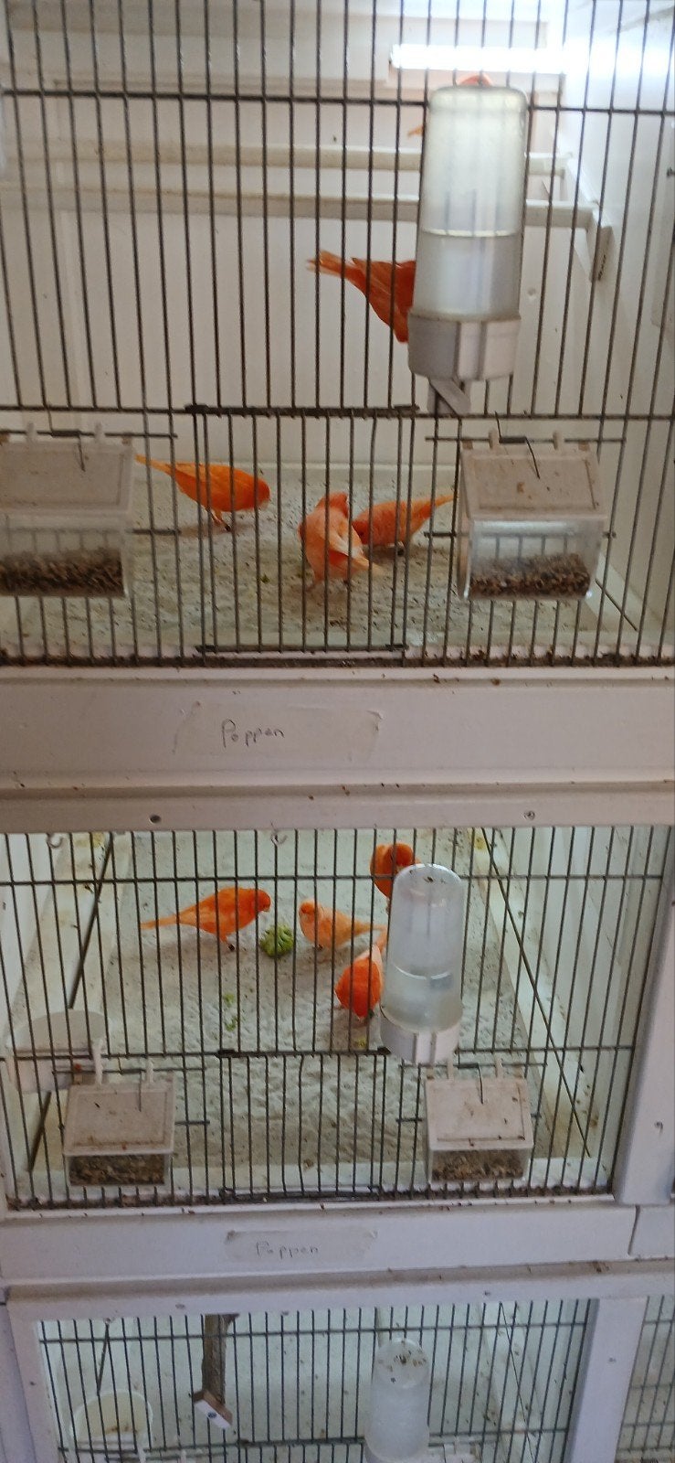 rood/oranje kanaries, Meerdere dieren, Kleurkanarie