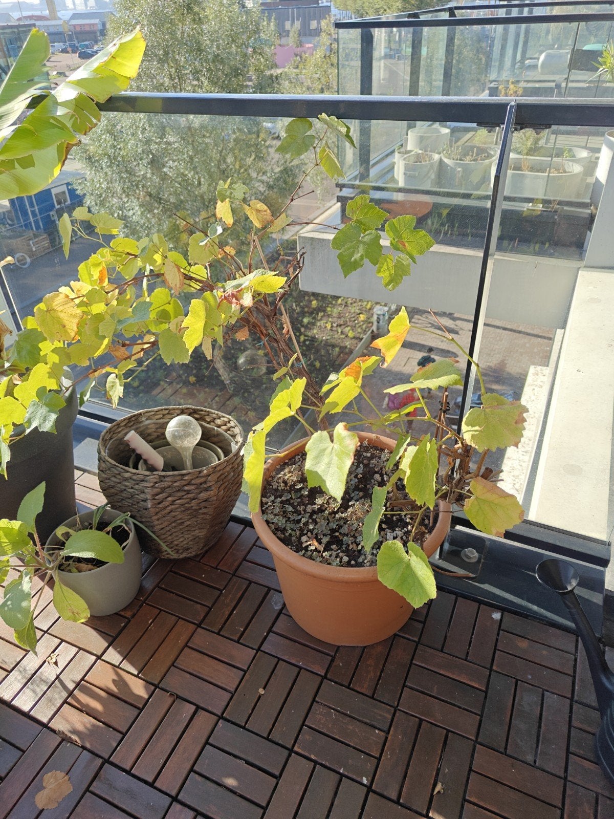 Oude Druivenplant voor balkon of tuin, Tuin en Terras, Ophalen, Vaste plant, Overige soorten, Volle zon