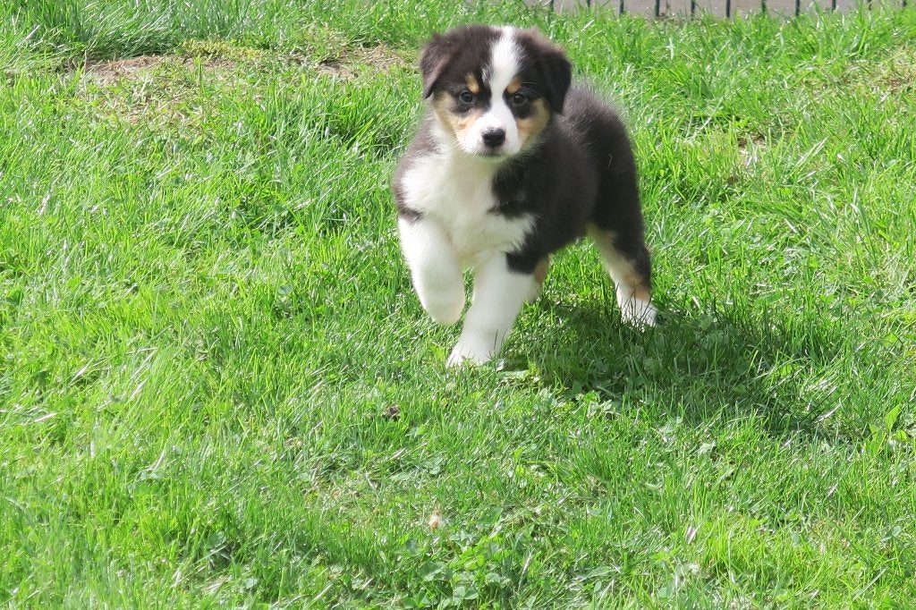 Foto 2 van Black Tri Australian Shepherd pups