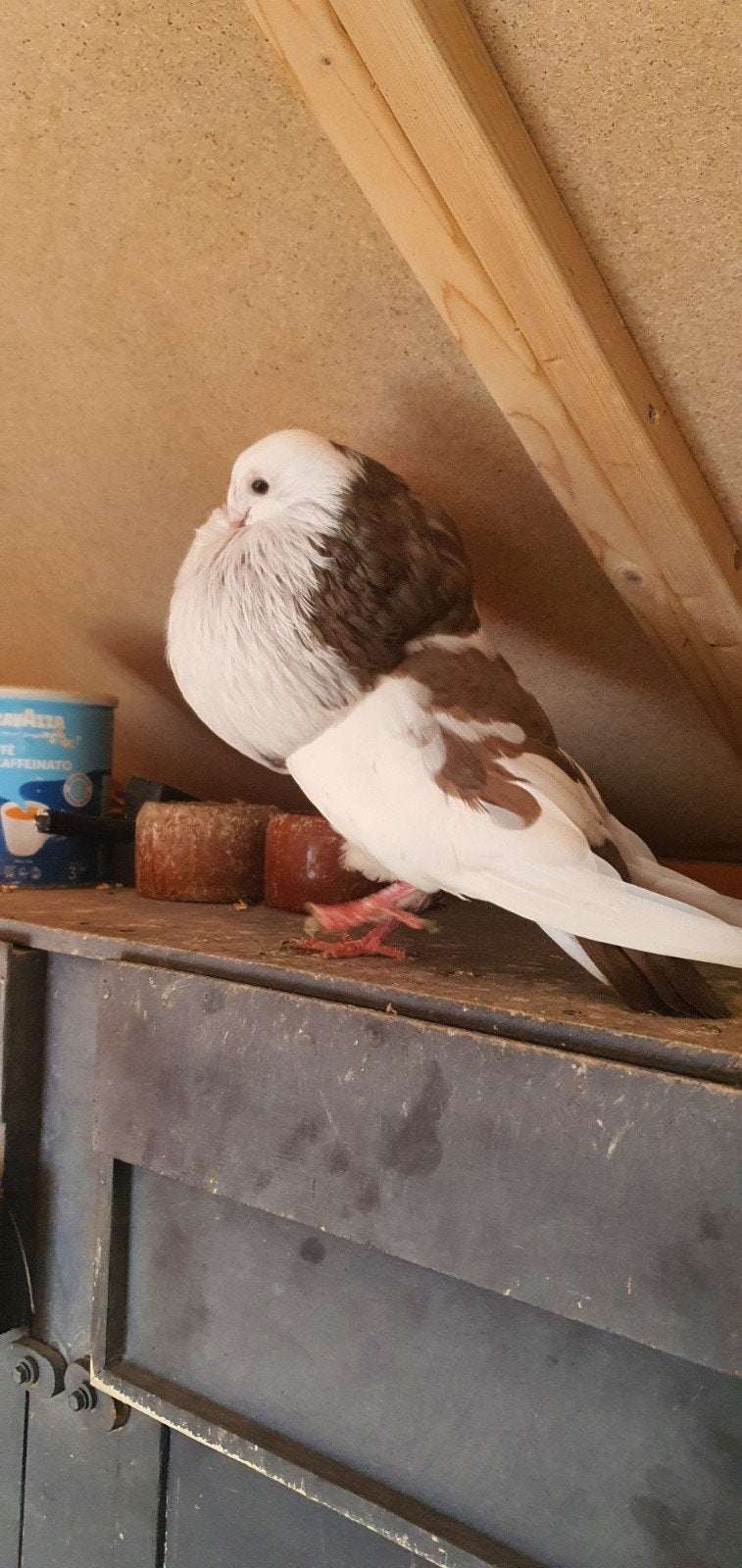 gaditano duif, Dieren en Toebehoren, Vogels | Duiven, Vrouwelijk