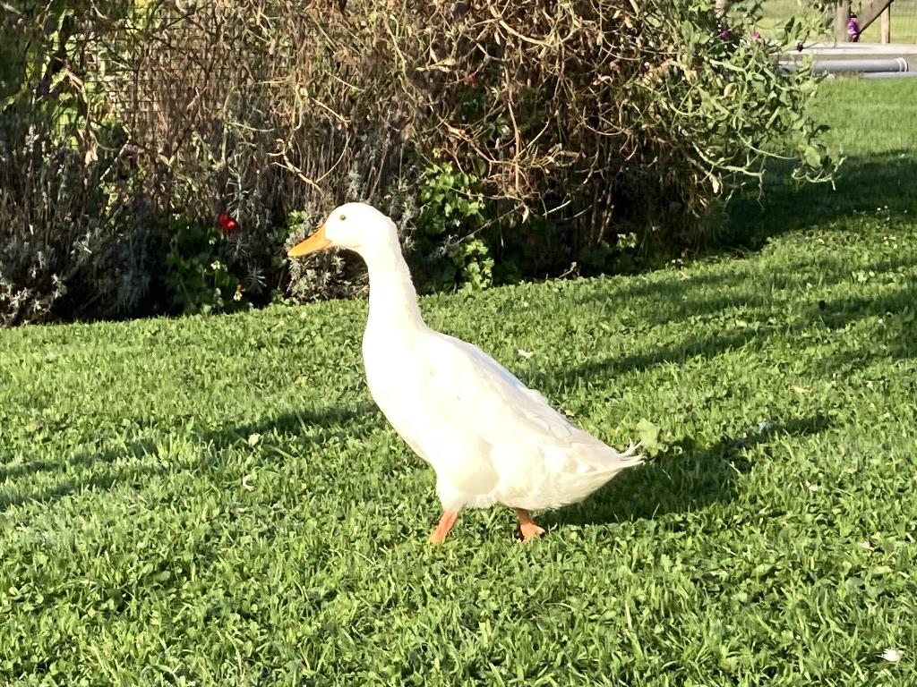 Mooie en gezonde witte loopeend (woerd), Dieren en Toebehoren, Pluimvee, Mannelijk, Eend