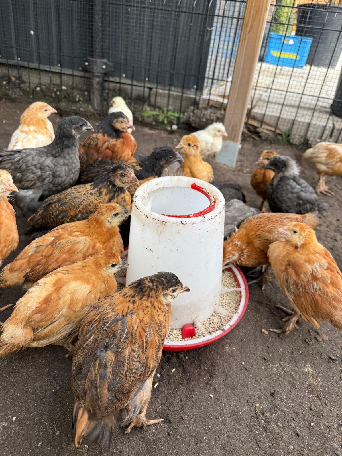 Verschillde Brahma mix hennen 7 weken, Dieren en Toebehoren, Vrouwelijk, Kip