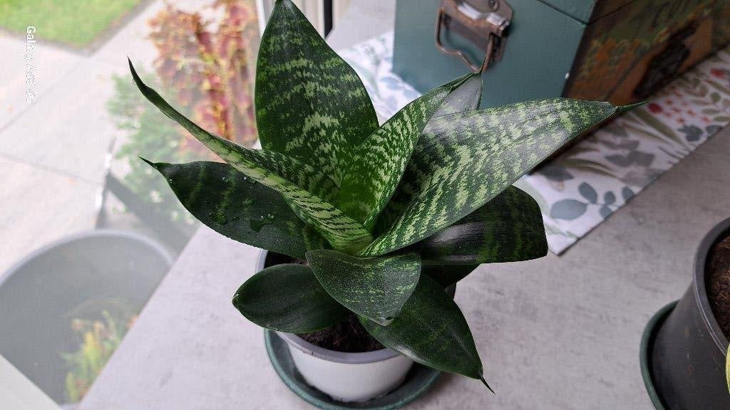 Sanseveria hyacinthoides, Ophalen, Halfschaduw, Minder dan 100 cm
