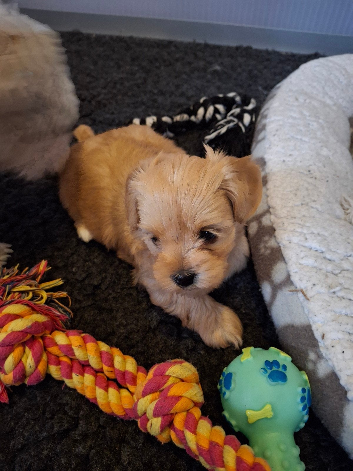 5 Maltipoo boomer pups nog 2 teefjes en  2 reutjes...., 8 tot 15 weken, Meerdere, Meerdere dieren, Klein
