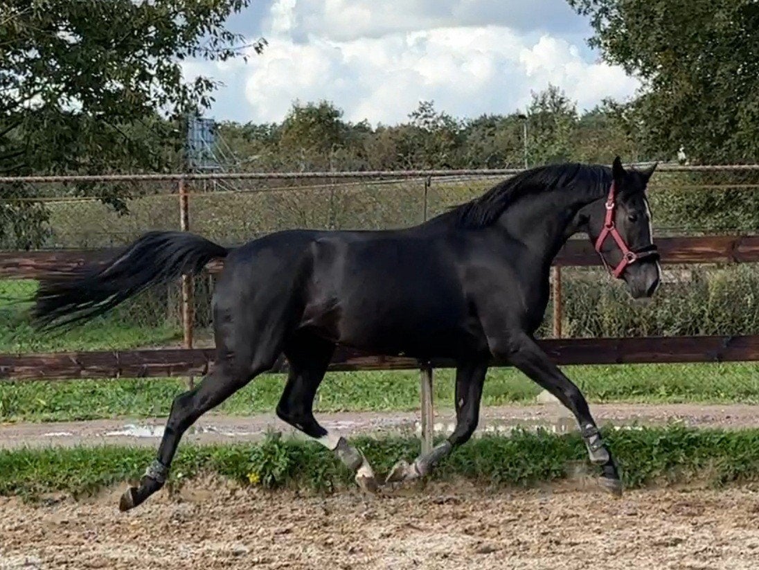 6jr zwarte voorlopig keur merrie v. For Ferrero, Dieren en Toebehoren, Merrie, Dressuurpaard, 3 tot 6 jaar, L