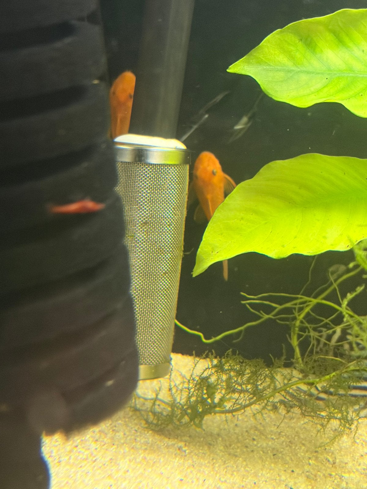 Ancistrus red, Dieren en Toebehoren, Vissen | Aquariumvissen, Zoetwatervis, Vis, Schoolvis
