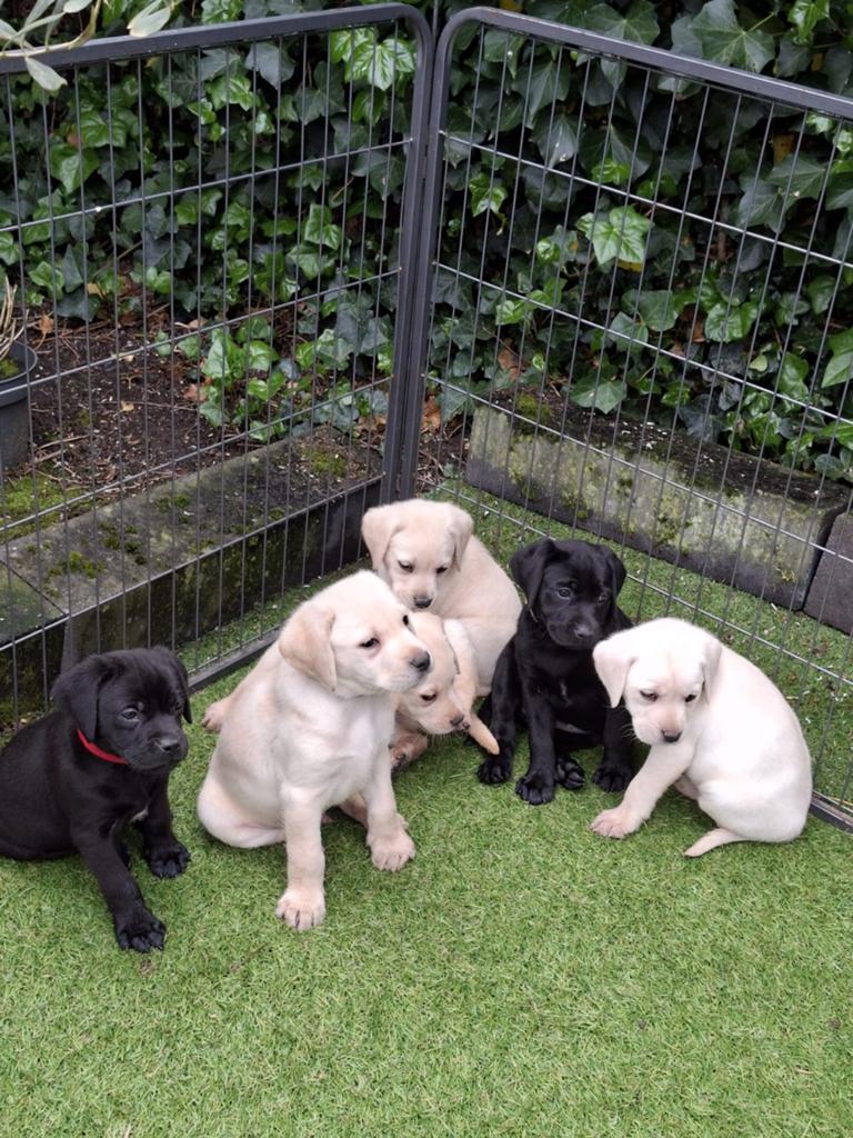 Prachtige labrador pups‼️, Dieren en Toebehoren, Honden | Retrievers, Spaniëls en Waterhonden, Parvo, 8 tot 15 weken, Labrador retriever