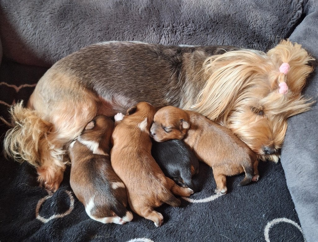 Yorkshire Terrier Pups, Yorkshire Terriër, 8 tot 15 weken, Meerdere, Meerdere dieren