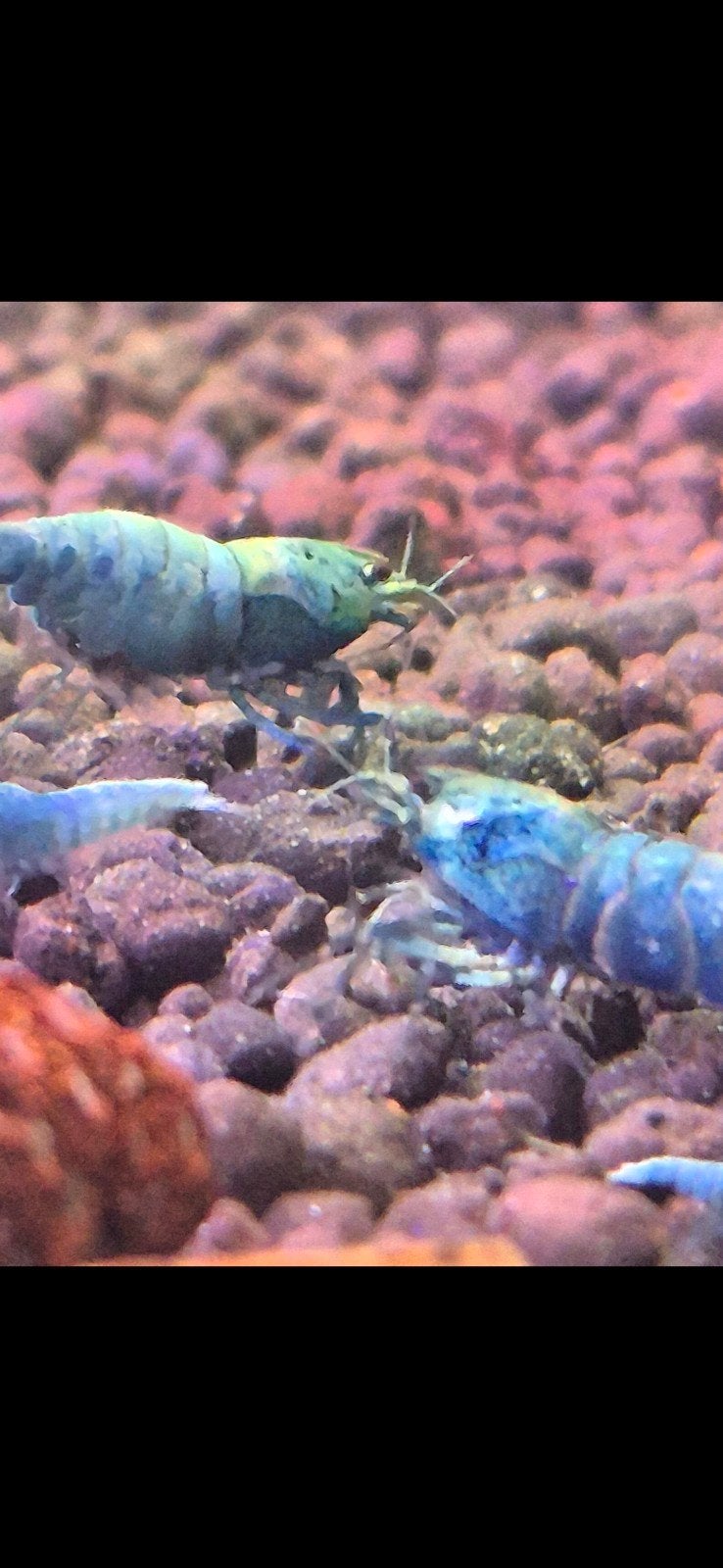 Bleu bolt
