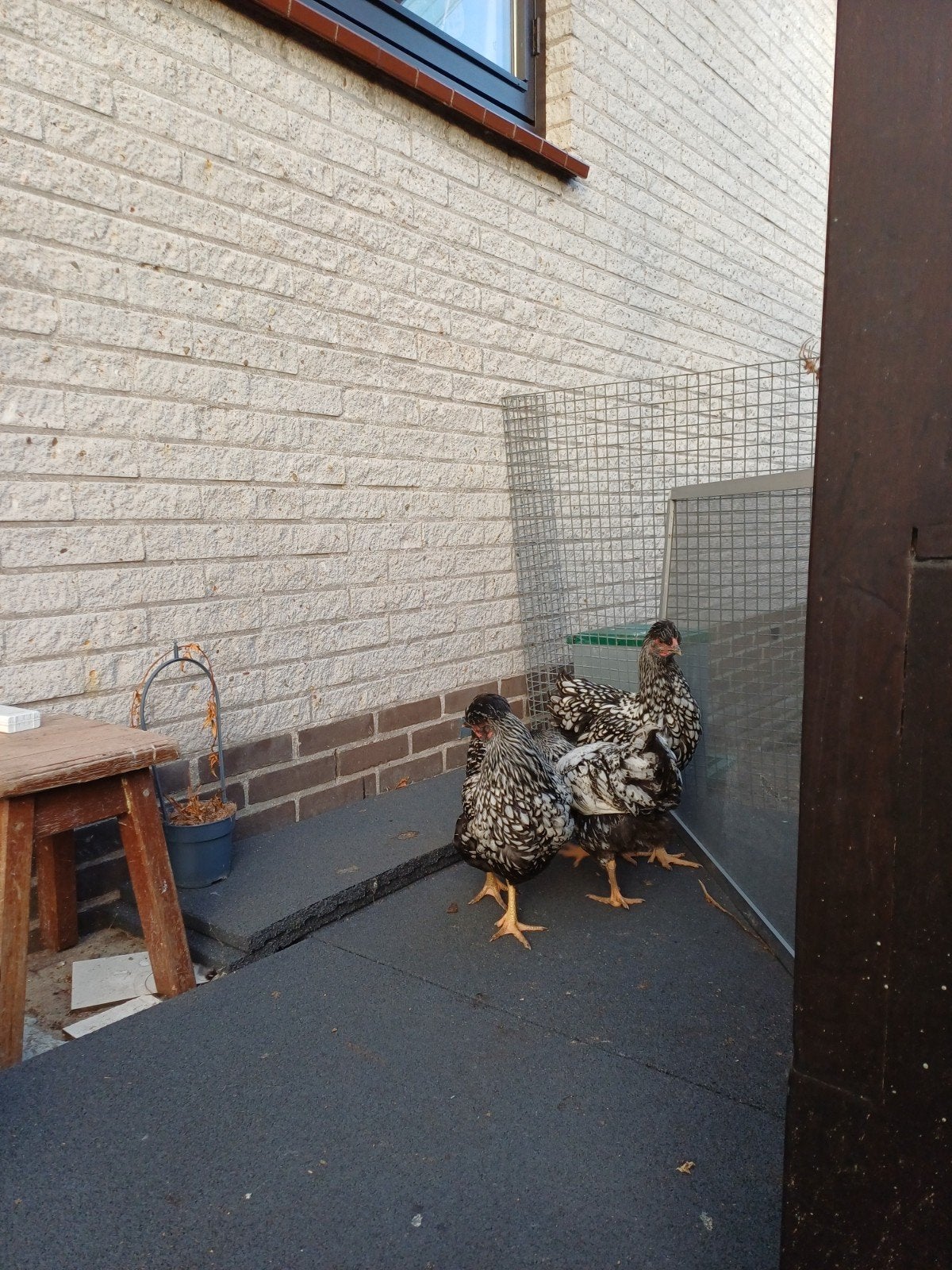 3 mooie kippen!, Dieren en Toebehoren, Pluimvee, Vrouwelijk, Kip