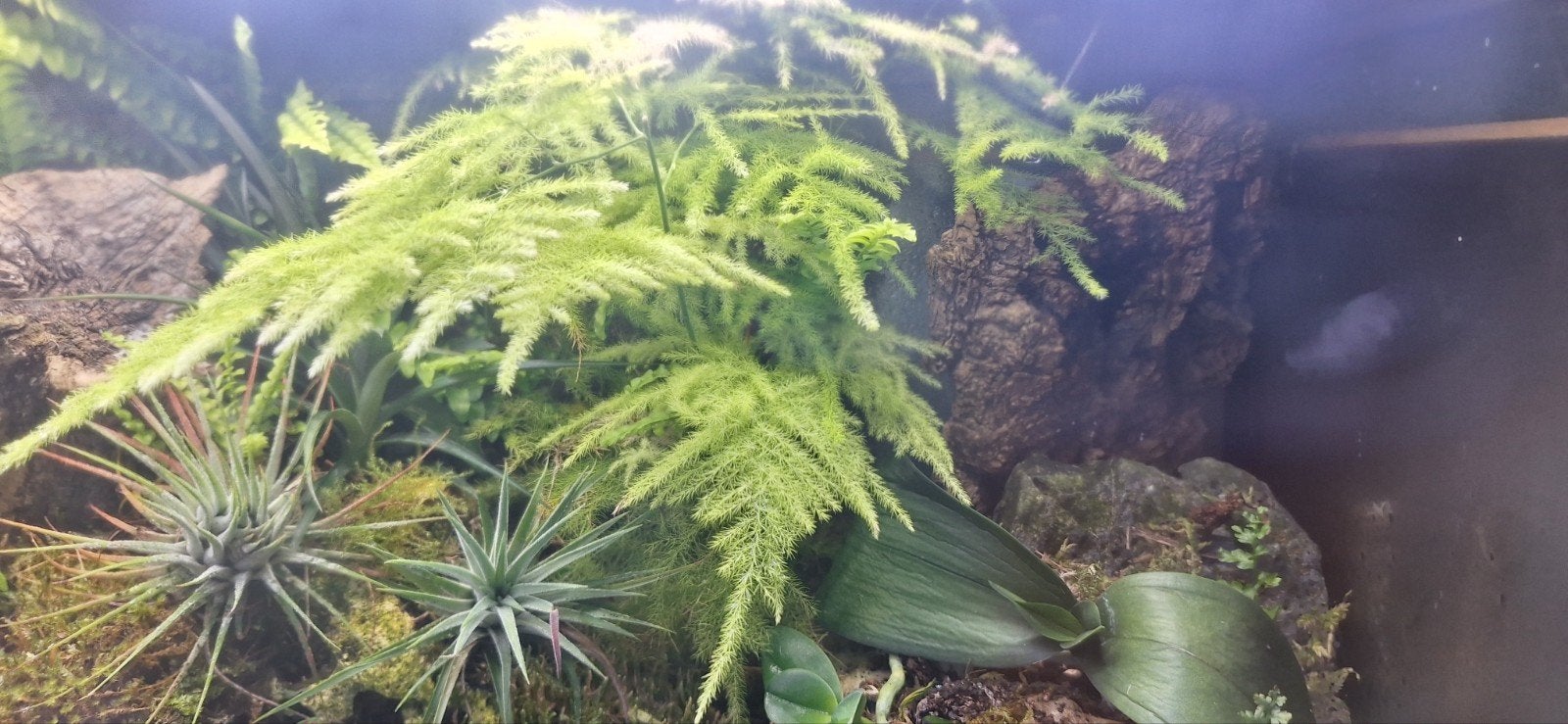 stekjes Asparagus paludarium, Ophalen of Verzenden, Terrarium of Paludarium