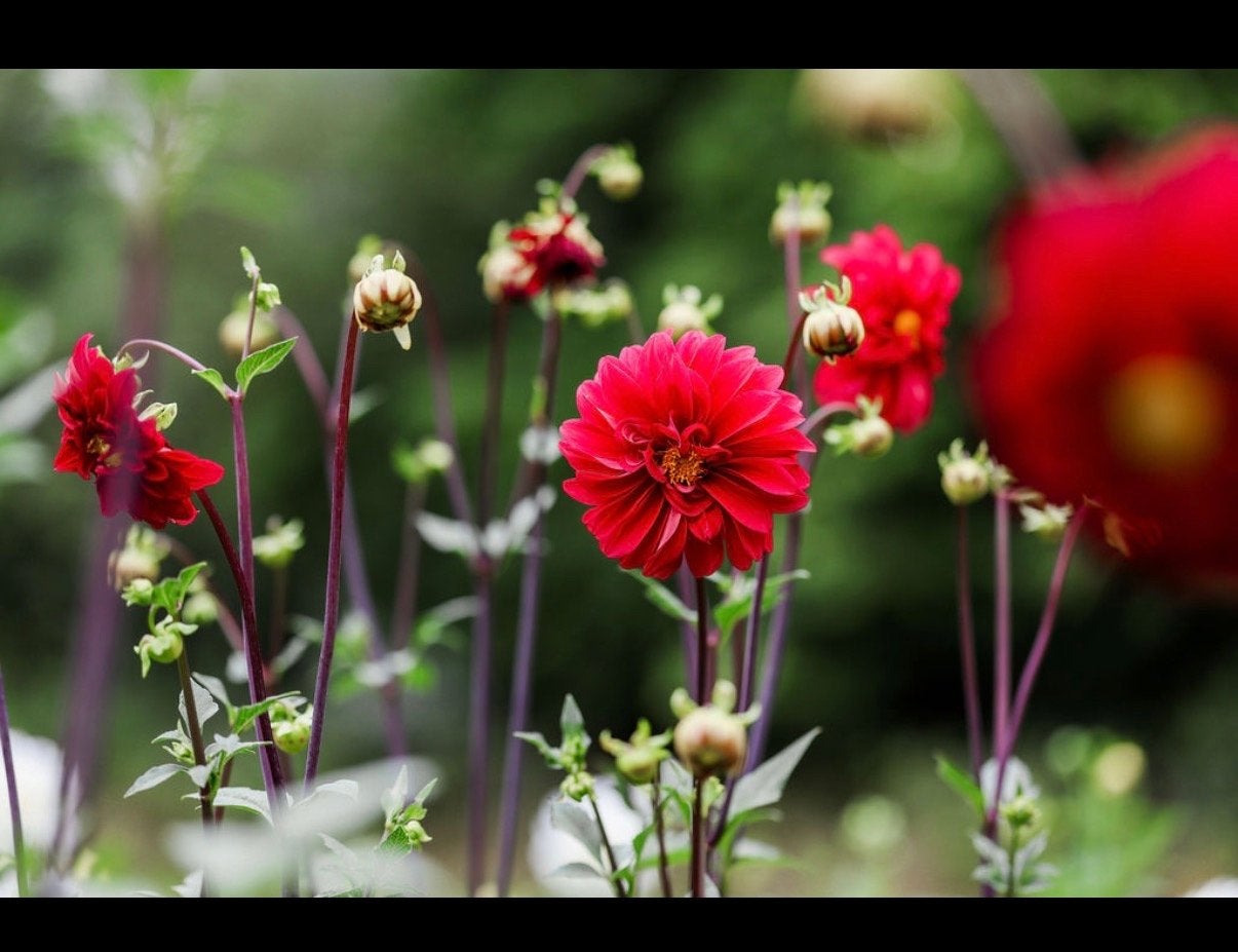 Rode dahlia knollen, Ophalen of Verzenden, Voorjaar, Volle zon, Knol