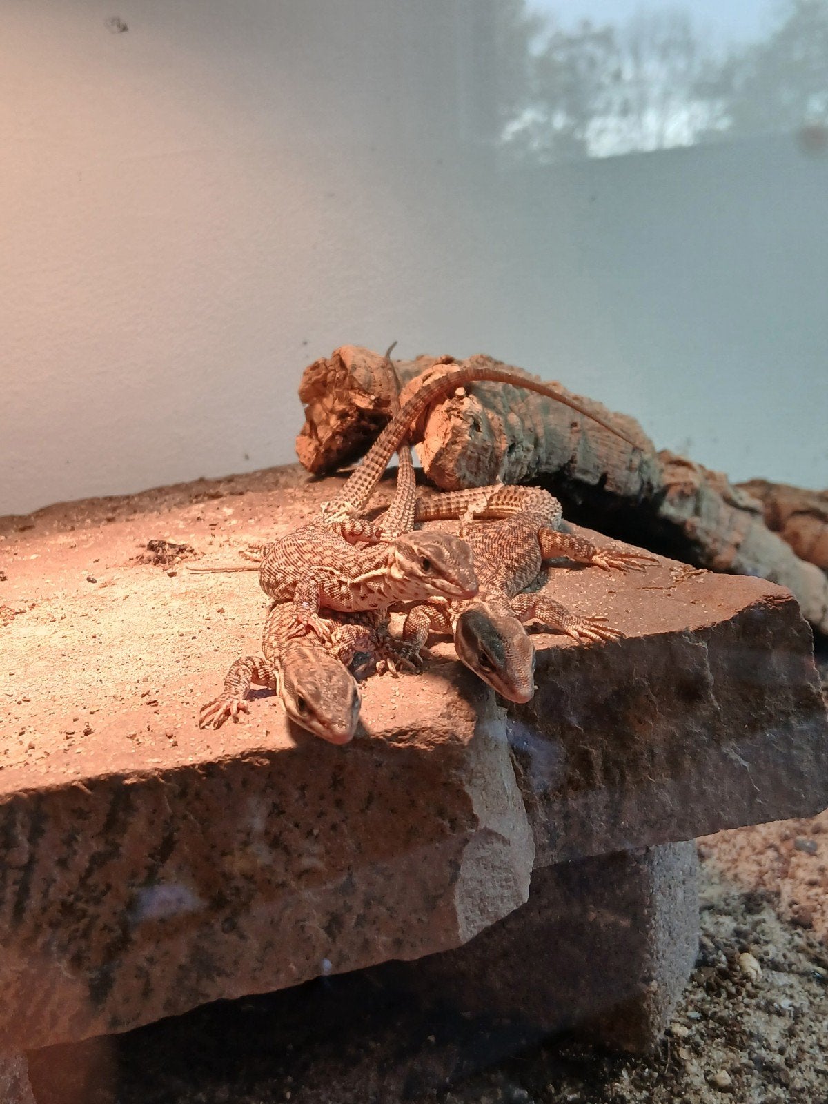Varanus acanthurus 0.0.1, Hagedis, 0 tot 2 jaar
