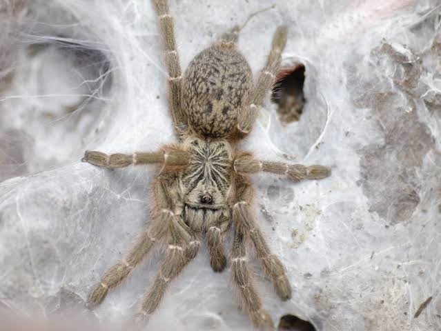 Pterinochilus lugardi koppel, Dieren en Toebehoren, Spin of Schorpioen