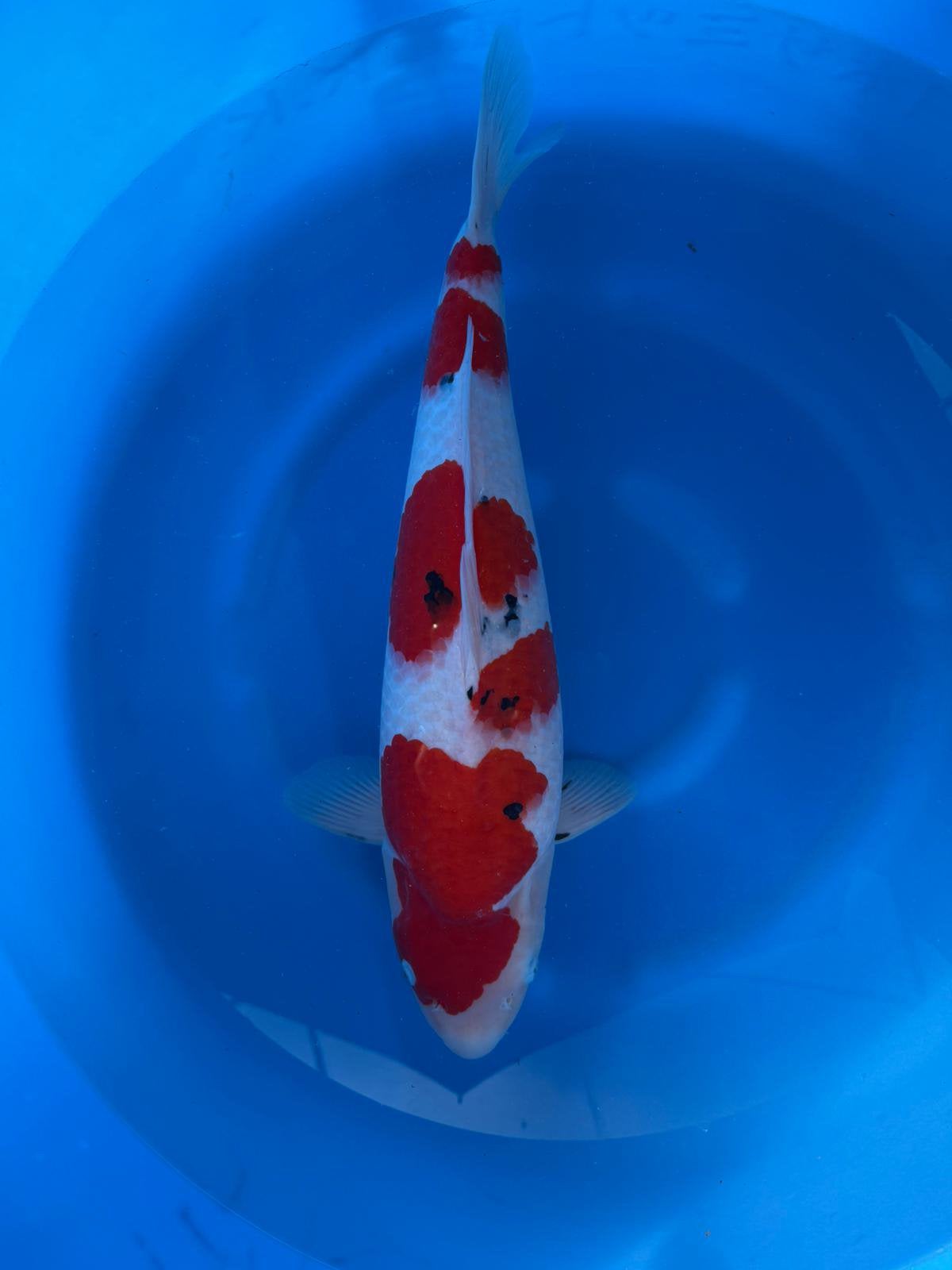 Sanke 65/70 cm, Karper of Koi