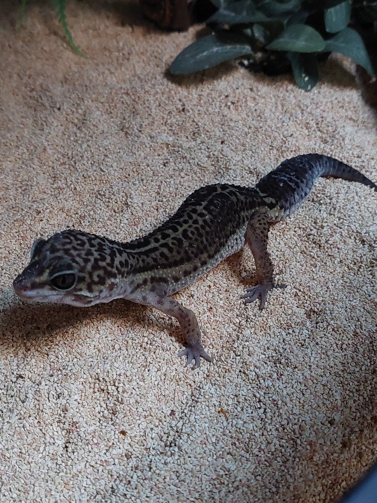 Luipaardgekko pure black night, Dieren en Toebehoren, Hagedis, 0 tot 2 jaar