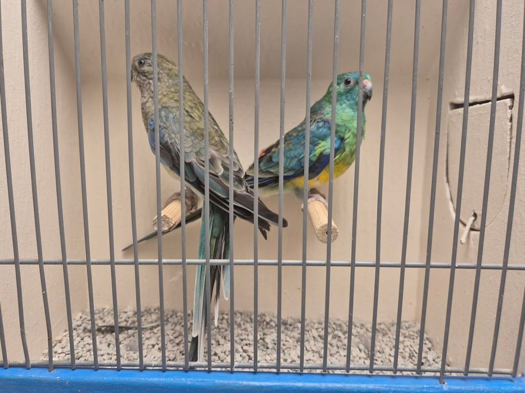 koppel roodruggen, Meerdere dieren, Parkiet