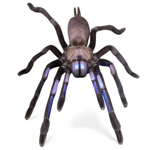 Chilobrachys Natanicharum ElectricBlue, Tarantula,Vogelspin, Dieren en Toebehoren
