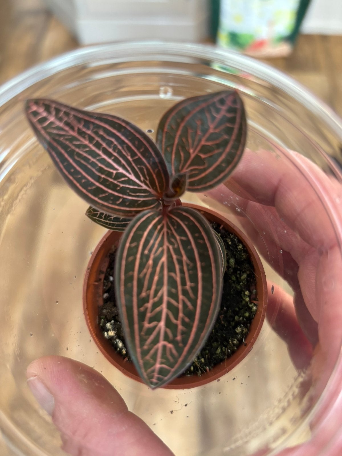 Terrariumplant Jewel orchid, Ophalen of Verzenden, Halfschaduw, Minder dan 100 cm