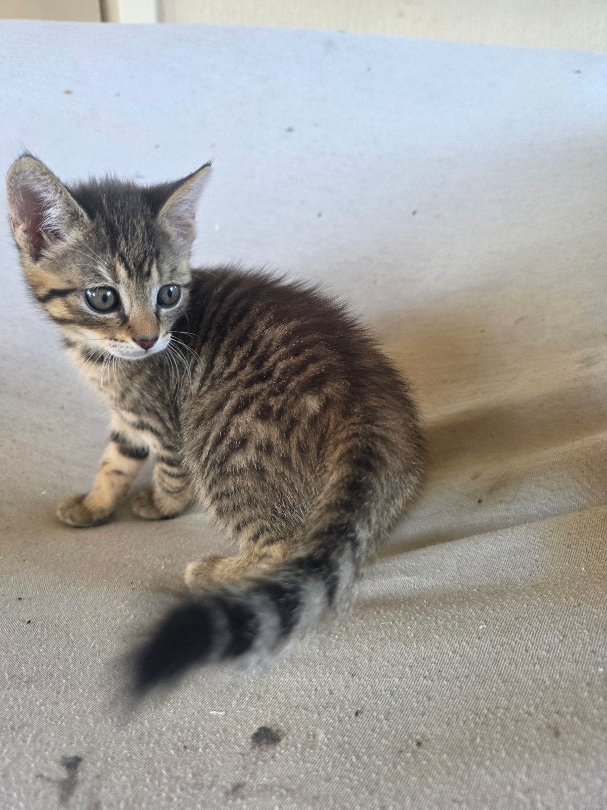 kittens, Meerdere dieren, Kortharig, 0 tot 2 jaar