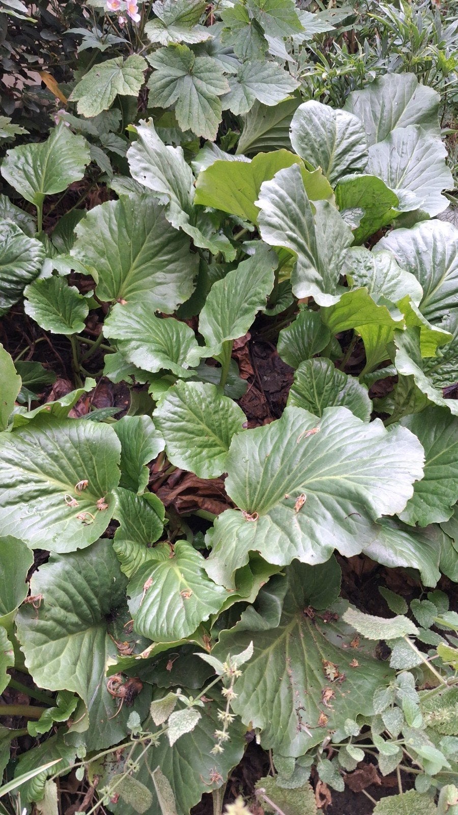 schoenlappersplant bergenia tuinplant, Tuin en Terras, Planten | Tuinplanten, Ophalen, Overige soorten