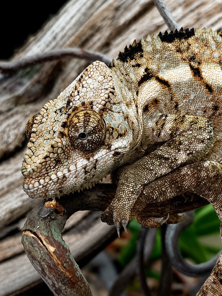 Panterkameleon (Furcifer pardalis) – Prachtig exemplaar Chameleon - unknown for sale from Aquadeco