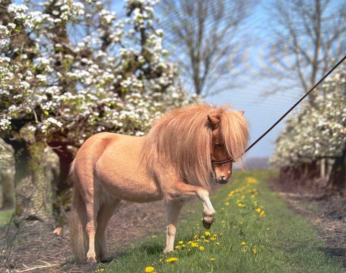 Super lieve shetlander met papier te koop, Merrie, Met stamboom, A pony (tot 1.17m), 3 tot 6 jaar