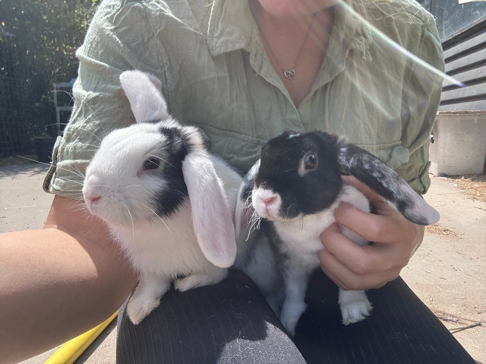 Lieve jonge konijntjes !, Dieren en Toebehoren, Konijnen, Klein, Mannelijk, 0 tot 2 jaar, Hangoor