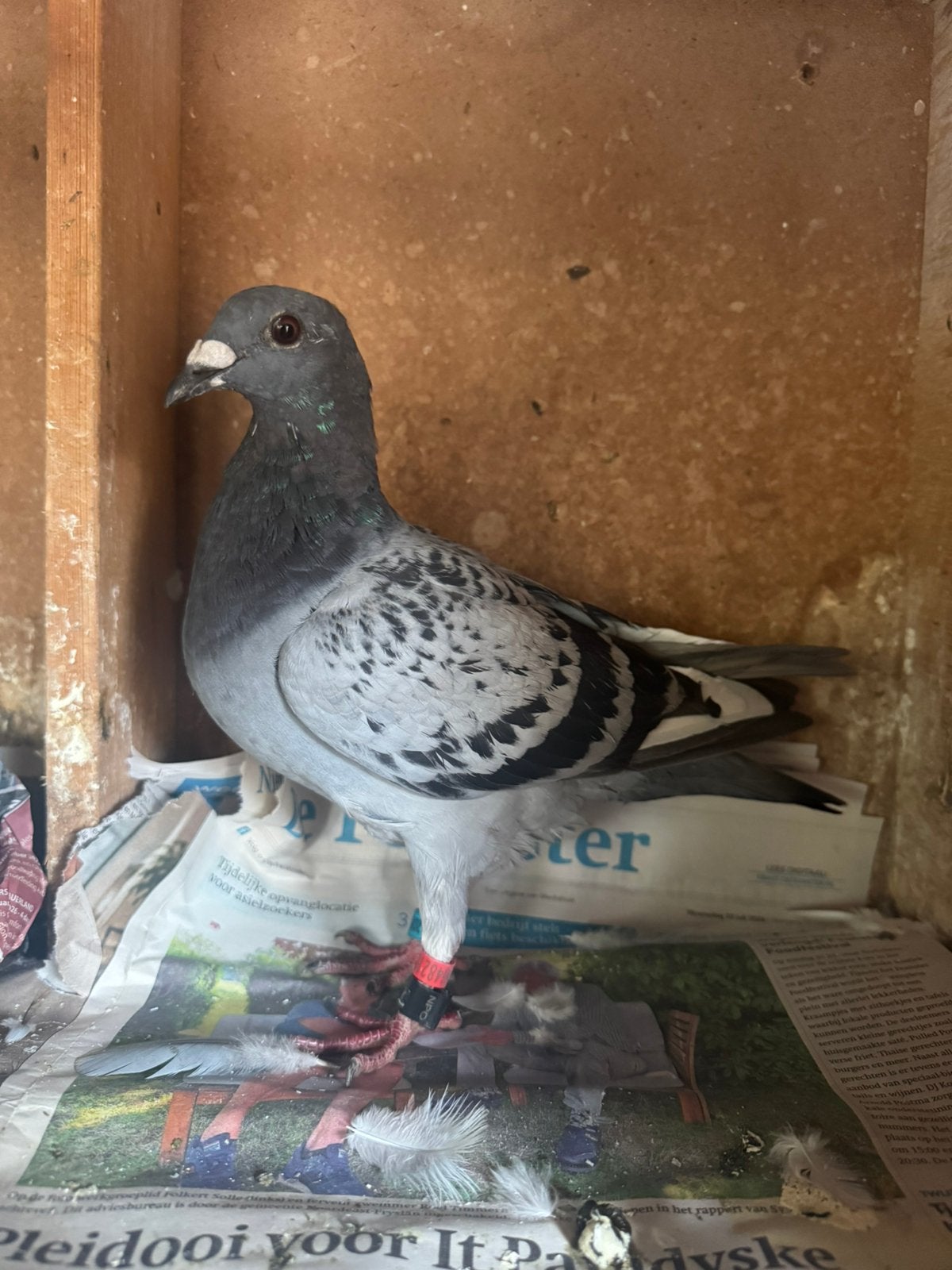 Jonge postduif, Geslacht onbekend, Postduif