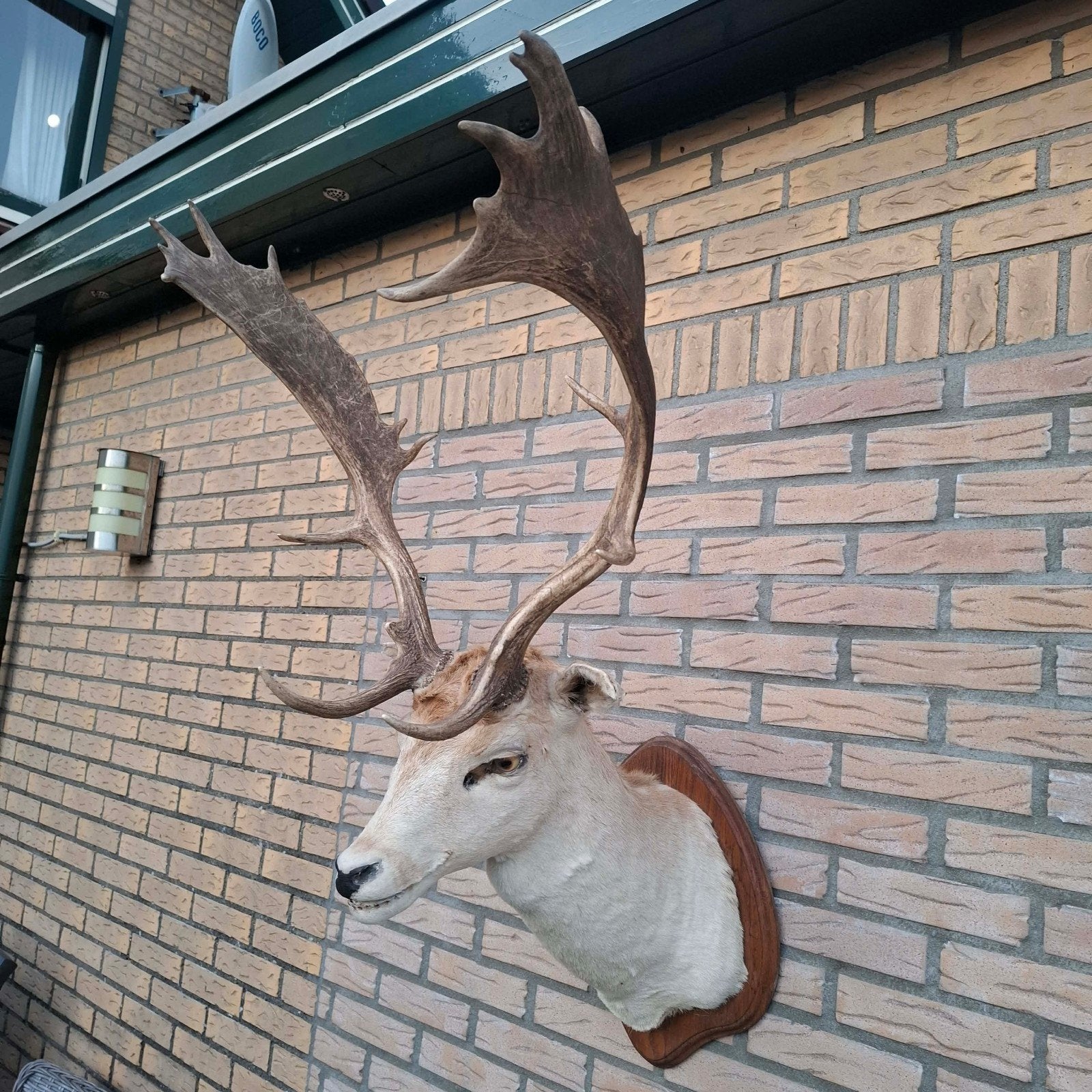 Taxidermie Damhert kop met groot gewei, Ophalen, Zo goed als nieuw, Hert, Gewei of Kop