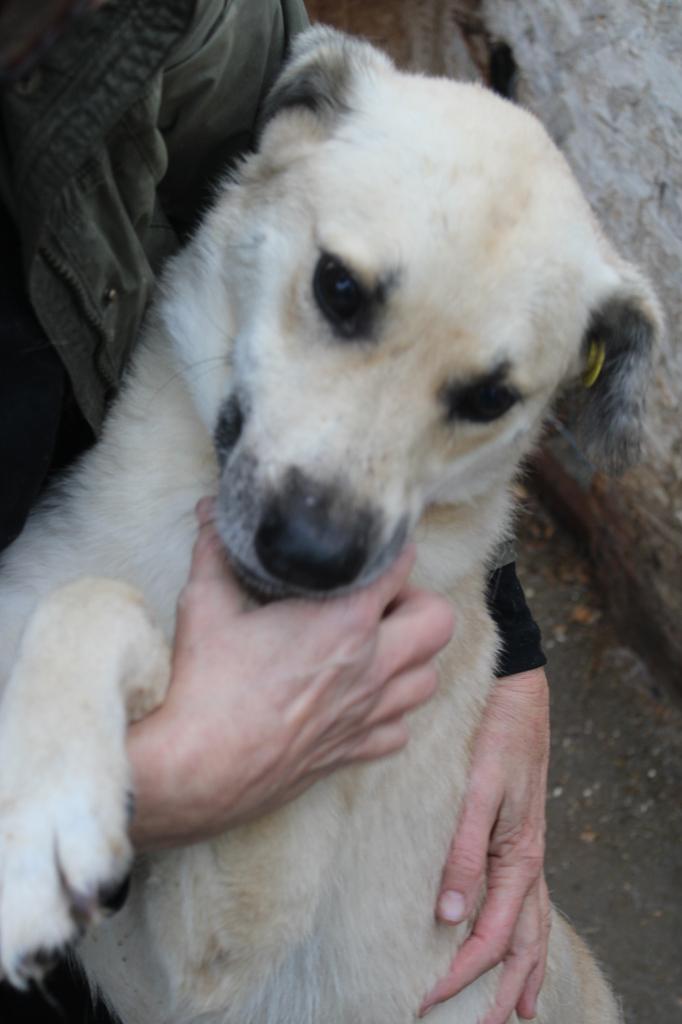 Lieve, enthousiaste spike ter adoptie!, Dieren en Toebehoren, Particulier, Reu, Buitenland, Eén hond