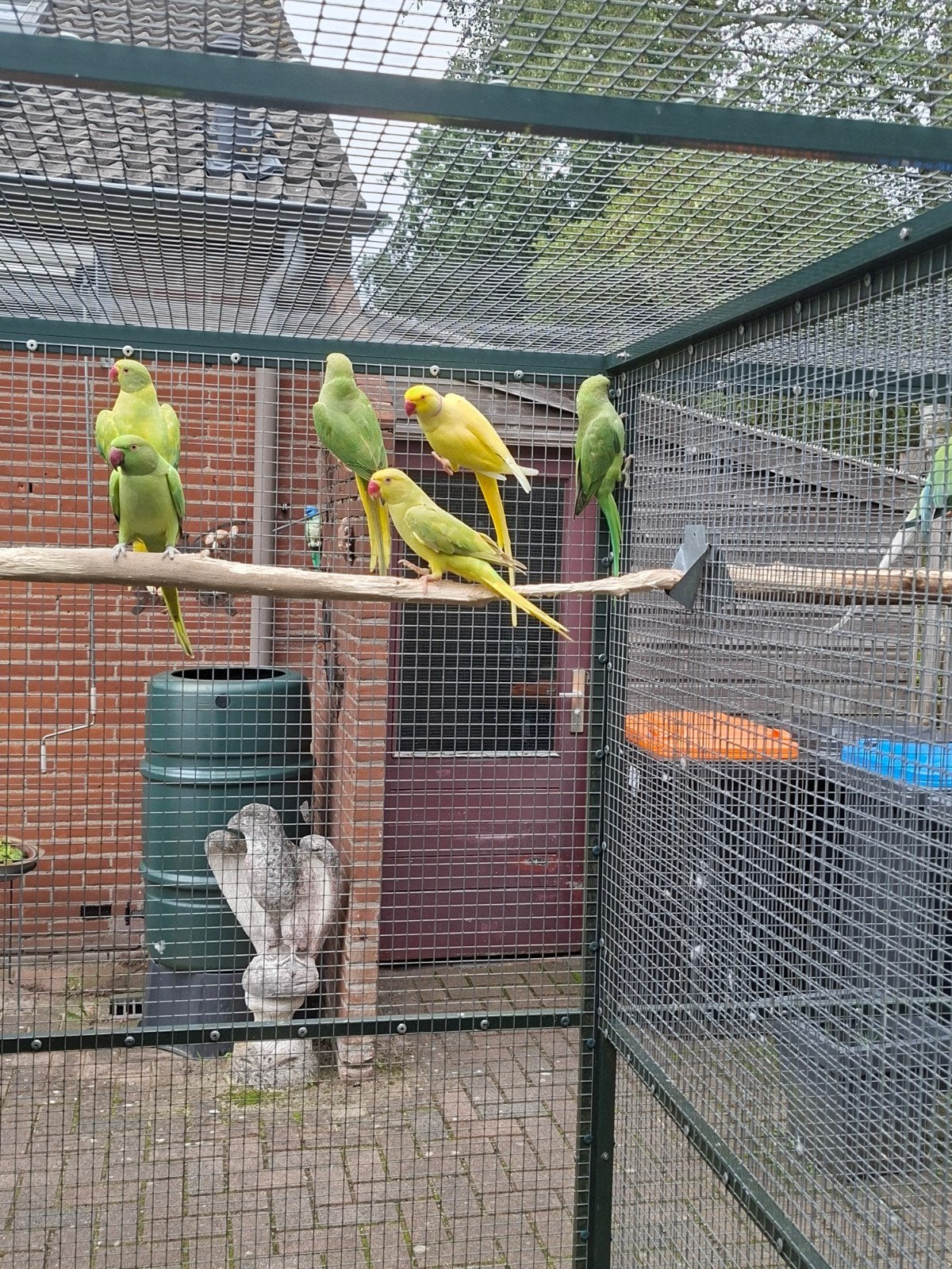 Kweekkoppel halsbandparkieten., Dieren en Toebehoren, Meerdere dieren, Parkiet, Geringd