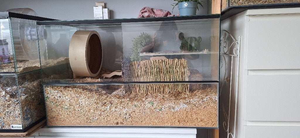 Terrarium, Ophalen, Zo goed als nieuw, Terrarium of Paludarium