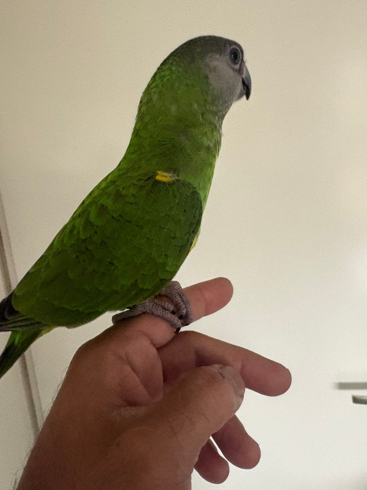 Mega Tam Jonge Lieve Bonte Boer Papegaai met Kooi, Geslacht onbekend, Papegaai, Geringd