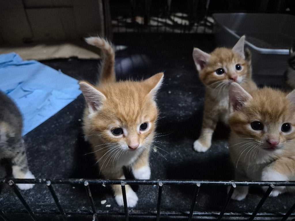 Lieve kittens te koop, Dieren en Toebehoren, Katten en Kittens | Overige Katten, Meerdere dieren, Kortharig, 0 tot 2 jaar