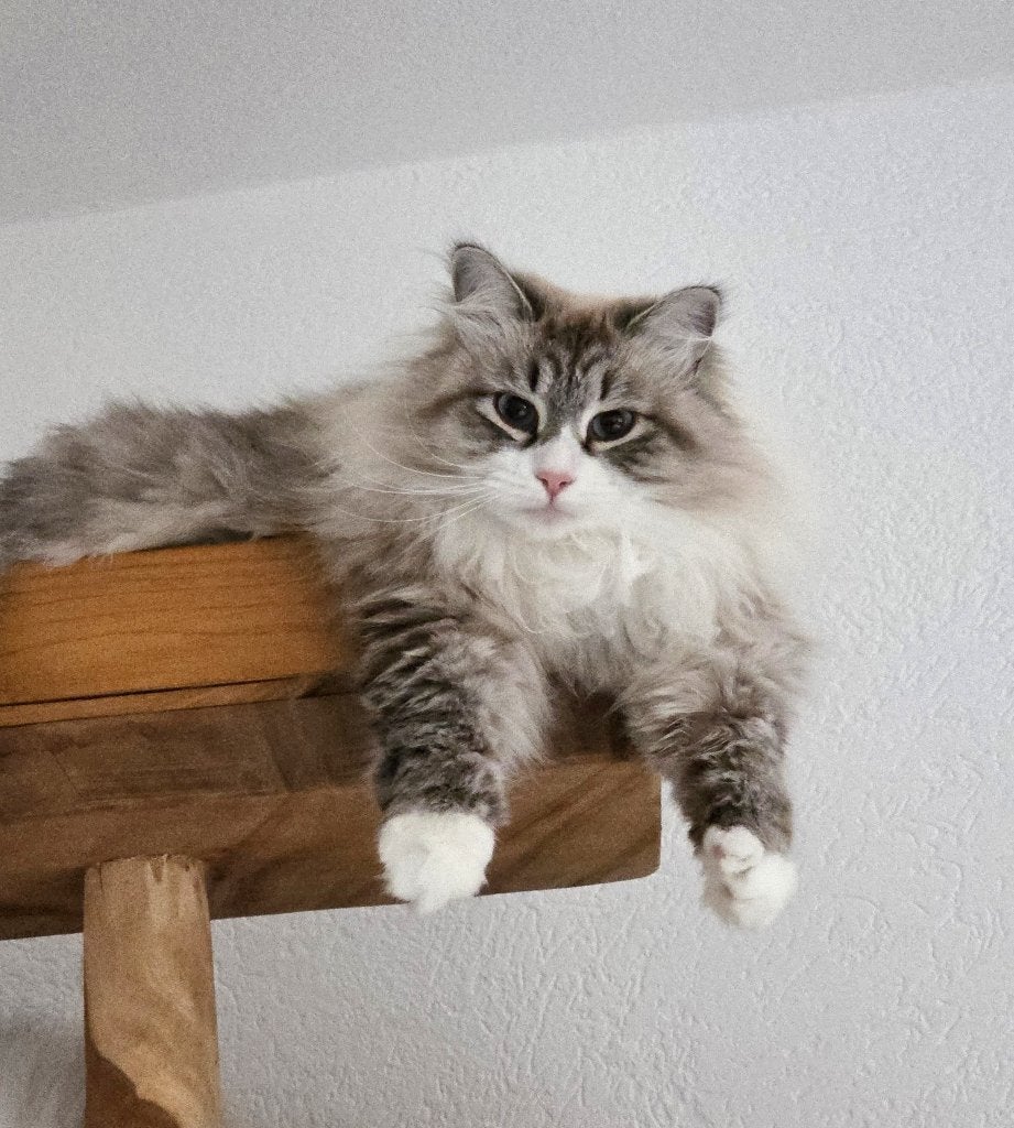 Volwassen Siberische poesje met stamboom., Dieren en Toebehoren, Poes, Met stamboom, 3 tot 5 jaar