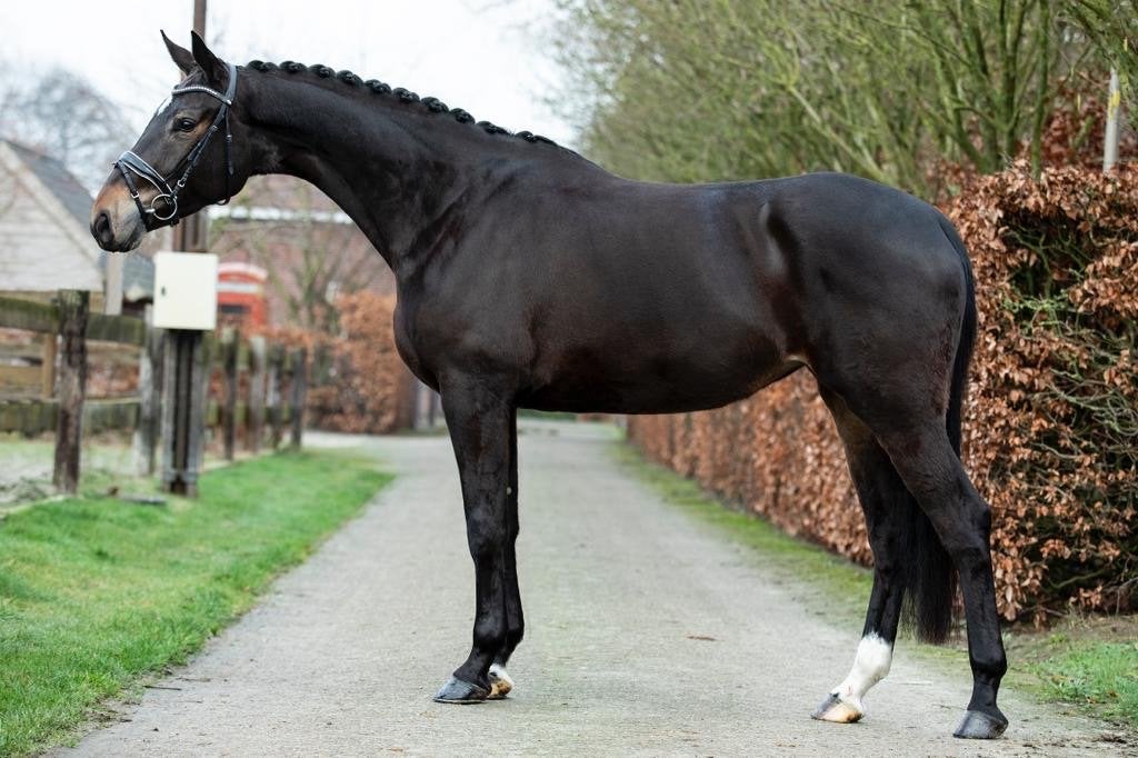 Indian rock x wynton - ster voorl keur - drachtig sarai L, Dieren en Toebehoren, Paarden, Merrie, 175 cm of meer, Met stamboom