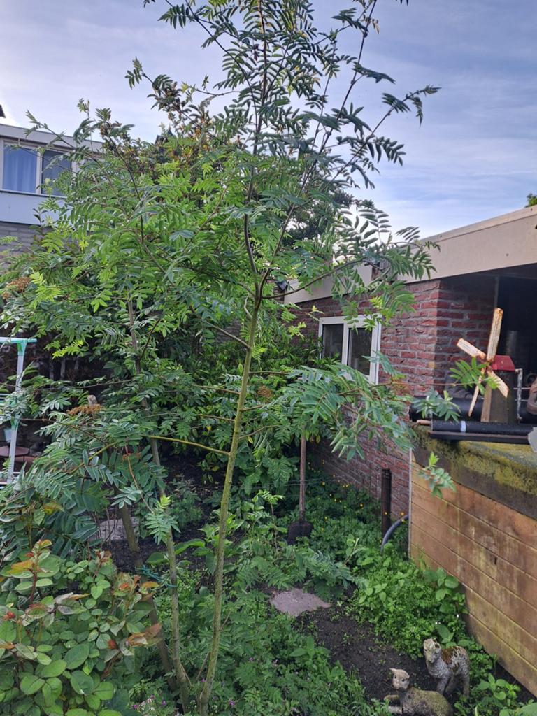Lijsterbes, Ophalen, Volle zon, Overige soorten