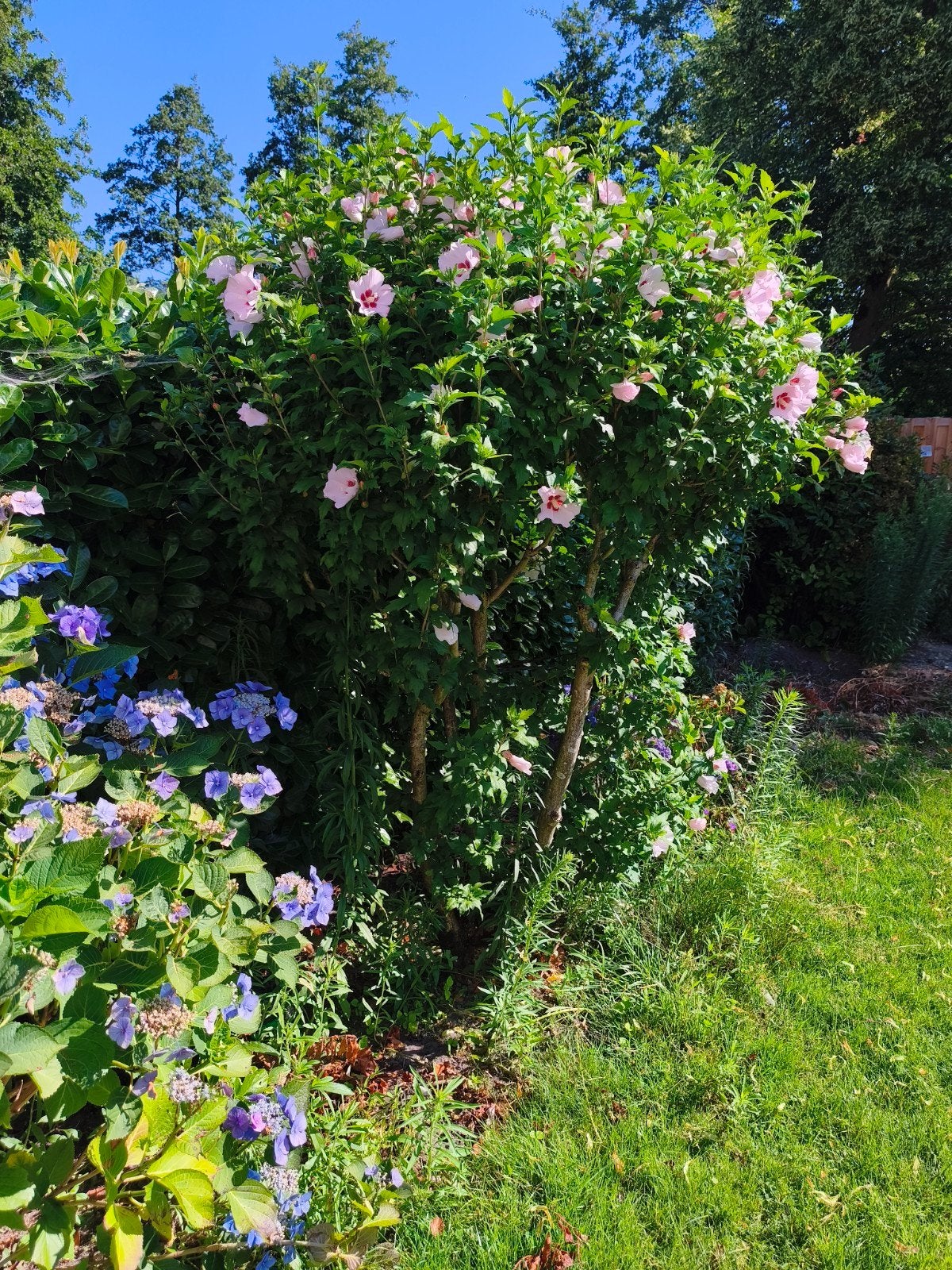 Grote Althea (Hibiscus) boom - ca. 2.20m hoog, Volle zon, 100 tot 250 cm, Zomer, Overige soorten