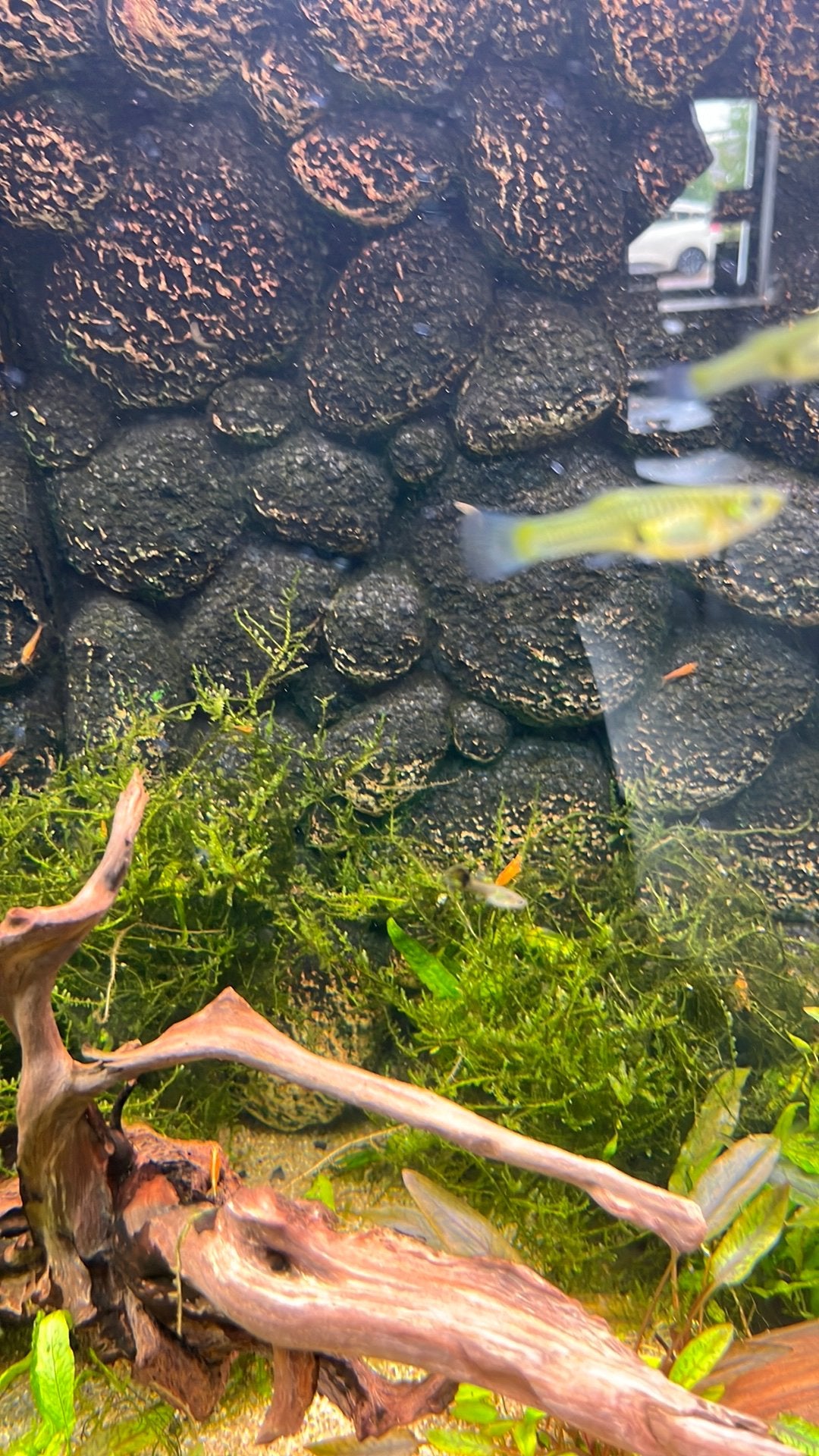 Guppy’s, Amfibie, 0 tot 2 jaar